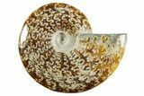 Polished Ammonite (Cleoniceras) Fossil - Madagascar #365057-1